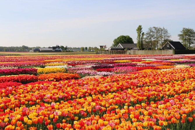 Private Tour to Tulips, Keukenhof, Windmills & Cheese Farm - Zaanse Schans Windmills: Wooden Shoes, One Windmill Entry, and Shop Stops