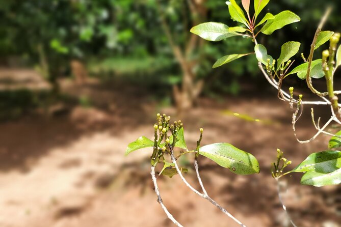 Private Tour Zanzibar Unique Stone Town with spice Farm Plantations - Who this tour is perfect for