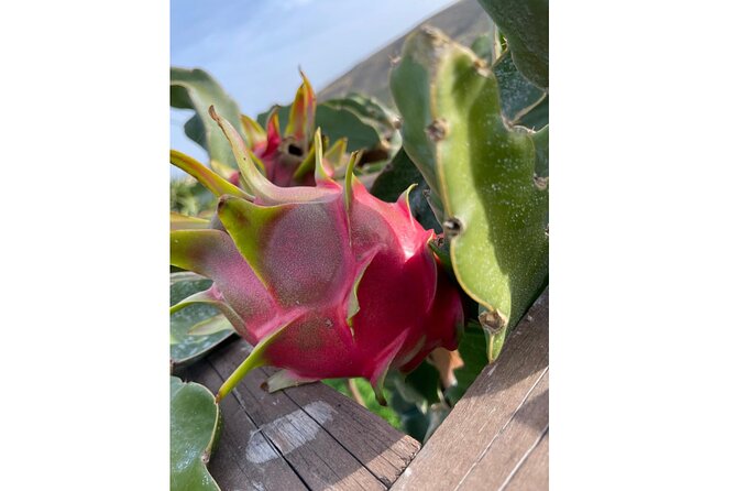 Private Traditional Olive Grove and Dragon Fruit Farm Tour - Key highlights you’ll feel fast