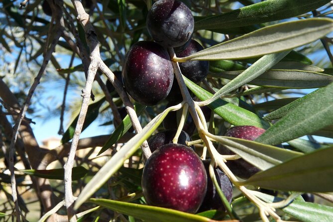 Private Traditional Olive Grove and Dragon Fruit Farm Tour - Where this farm tour starts in Heraklion