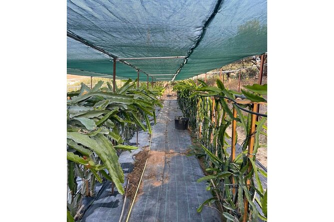Private Traditional Olive Grove and Dragon Fruit Farm Tour - Views, shade, and the pace that works for families