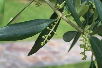 Private Traditional Olive Grove and Dragon Fruit Farm Tour - The tasting: where value turns into a real memory