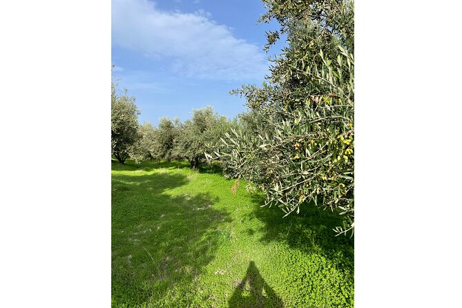 Private Traditional Olive Grove and Dragon Fruit Farm Tour - Who this tour fits best (and who might want something else)