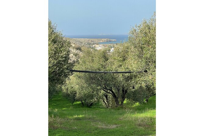 Private Traditional Olive Grove and Dragon Fruit Farm Tour - Price and value: why $9.61 can feel like a steal