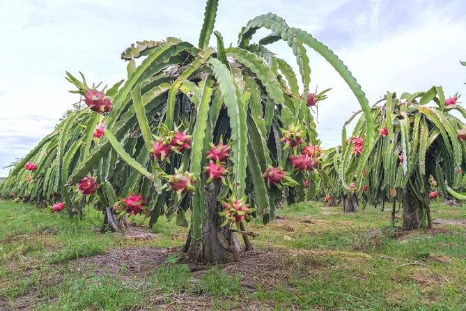 Private Traditional Olive Grove and Dragon Fruit Farm Tour - How the guide experience makes the tour work