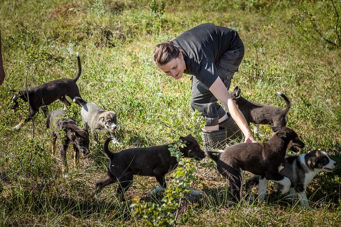 Puppy Training Experience at a Husky Farm in Tromso - Key highlights (the stuff worth getting excited about)