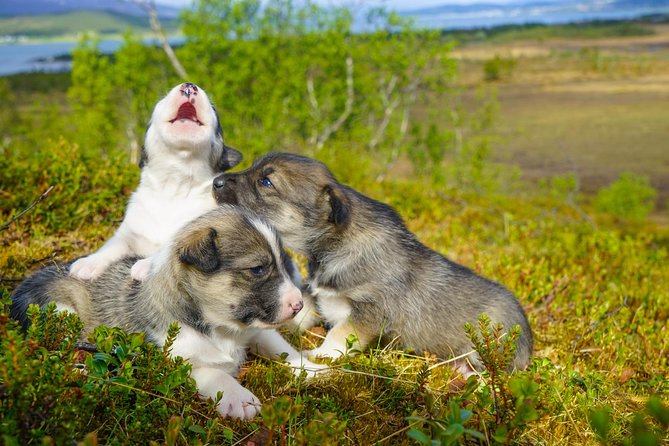 Puppy Training Experience at a Husky Farm in Tromso - Entering the husky world at Tromsø Villmarkssenter