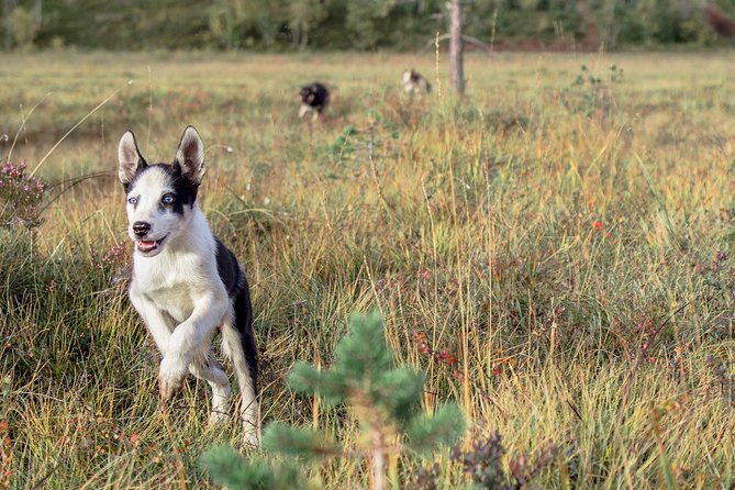 Puppy Training Experience at a Husky Farm in Tromso - Puppy-first training: what the hike and exercises feel like