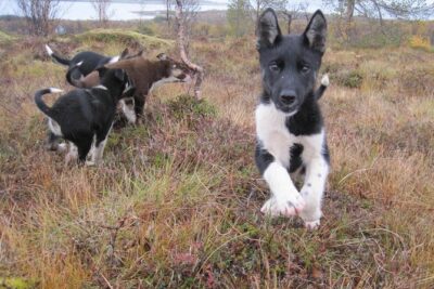 Puppy Training Experience at a Husky Farm in Tromso - From Radisson Blu pickup to the farm roads