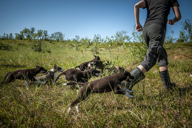 Puppy Training Experience at a Husky Farm in Tromso - The older dogs and working-dog time (beyond puppy cuddles)