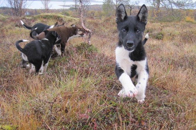 Puppy Training Experience at a Husky Farm in Tromso - From Radisson Blu pickup to the farm roads