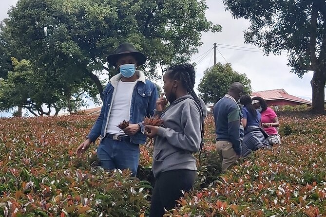 Purple Tea Farm Tour from Nairobi City - Specialty Tea Tasting - Key things that make this tour worth your time