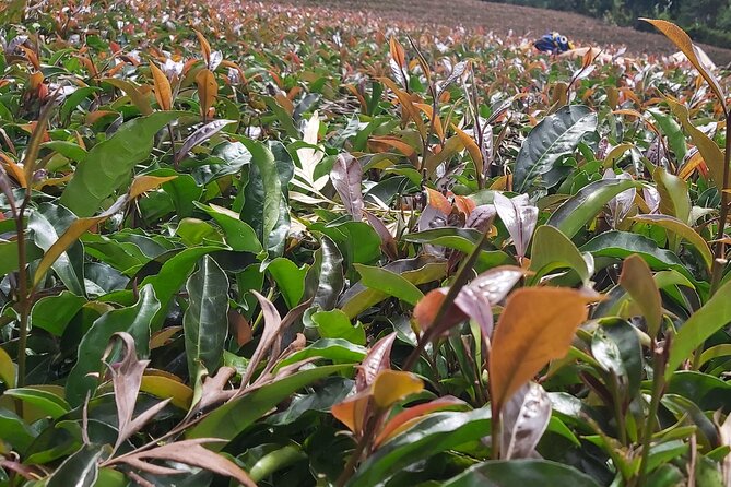 Purple Tea Farm Tour from Nairobi City - Specialty Tea Tasting - Price and value: what $102 covers (and what it doesn’t)