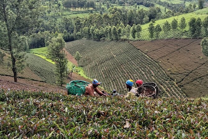 Purple Tea Farm Tour from Nairobi City - Specialty Tea Tasting - Purple tea picking: hands-on work that actually sticks