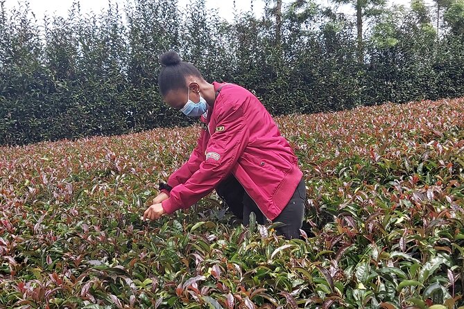 Purple Tea Farm Tour from Nairobi City - Specialty Tea Tasting - Buying tea leaves right after the mill moment