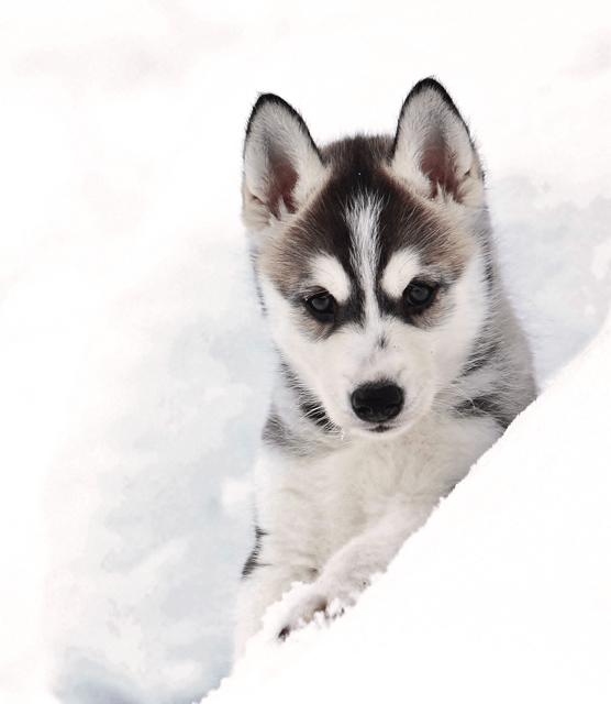 Pyhätunturi: Husky safari 5km including a farm visit - Key highlights you’ll feel fast