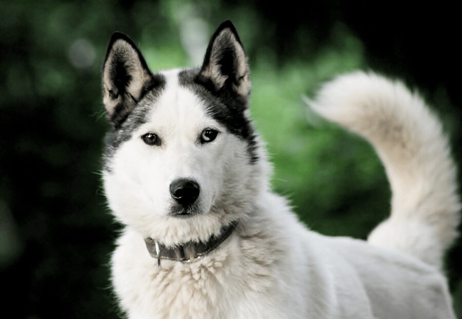 Pyhätunturi: Husky safari 5km including a farm visit - Pyhä Husky Farm basics: where it is and how the 1.5 hours run