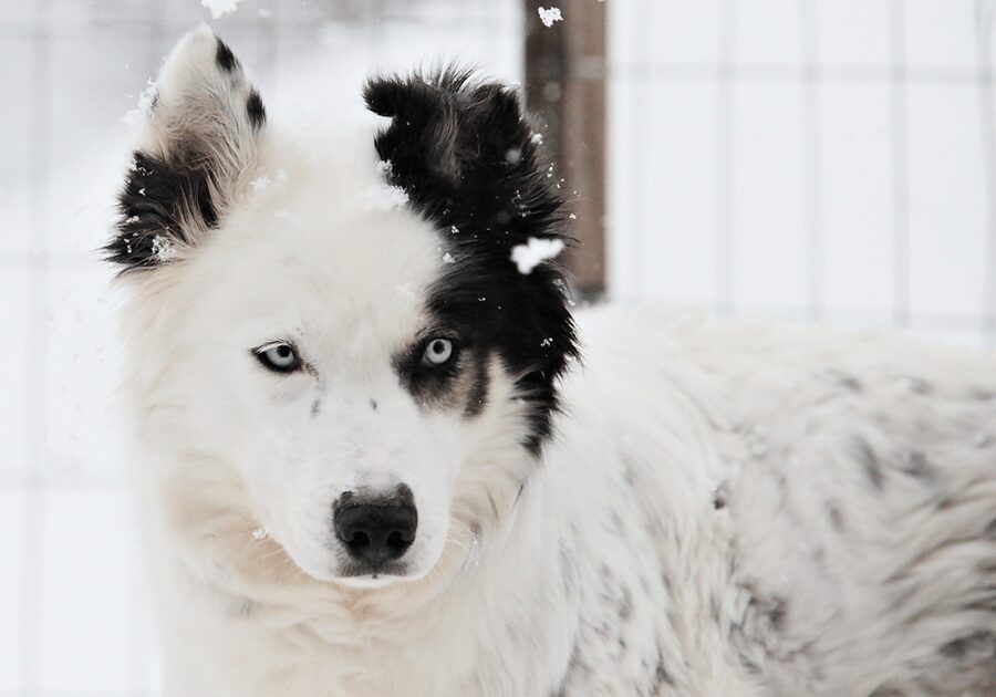 Pyhätunturi: Husky safari 5km including a farm visit - Meeting the dogs and learning their work life