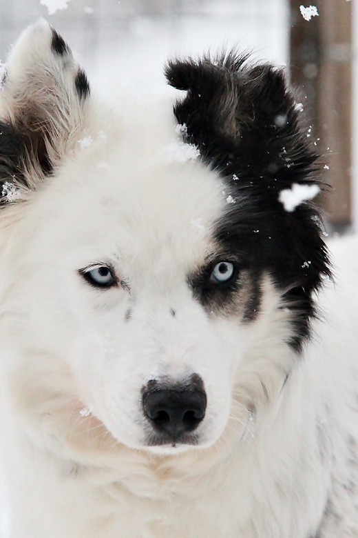 Pyhätunturi: Husky safari 5km including a farm visit - What to wear (and what you don’t get included)