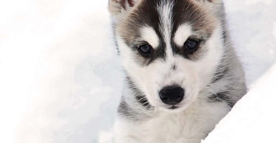Pyhätunturi: Husky safari 5km including a farm visit - Who this is best for, and who should skip it