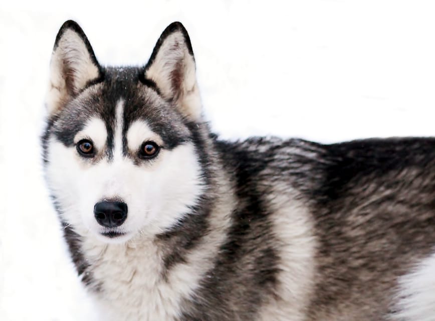 Pyhätunturi: Husky safari 5km including a farm visit - The husky safari ride: what it feels like to drive a team