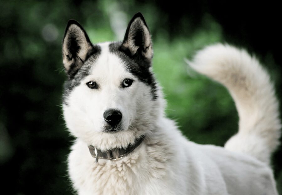 Pyhätunturi: Husky Safari including Farm Visit - Should You Book Pyhätunturi Husky Safari with Farm Visit?