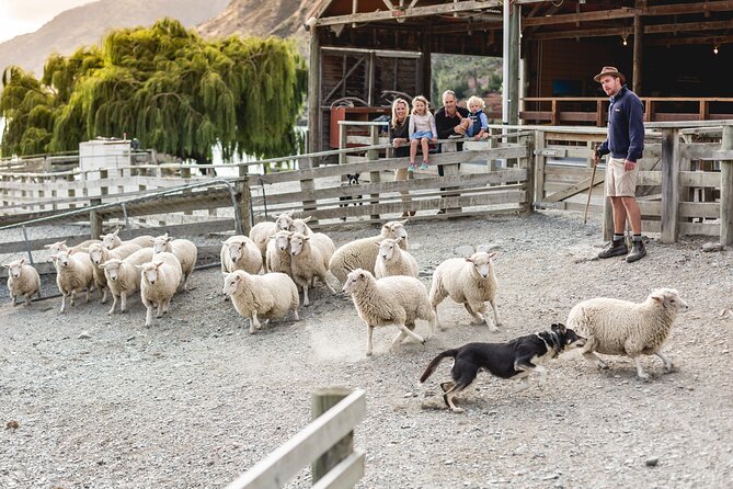 Queenstown Lake Cruise and Walter Peak Farm Adventure - The afternoon tea break: why it matters more than you think