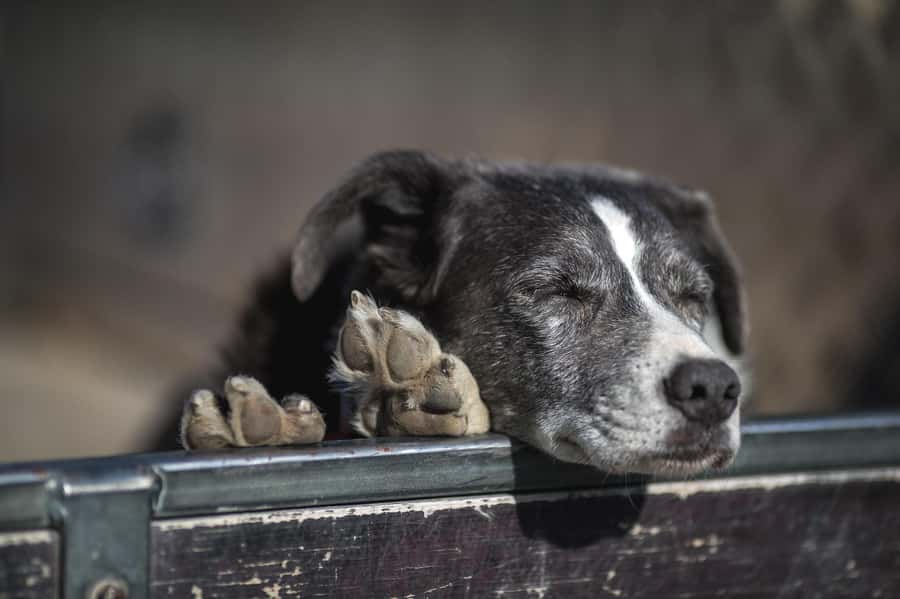 Queenstown: Queenstown Lake Cruise and Walter Peak Farm Tour - Should you book this Queenstown Lake Cruise and Walter Peak Farm Tour?