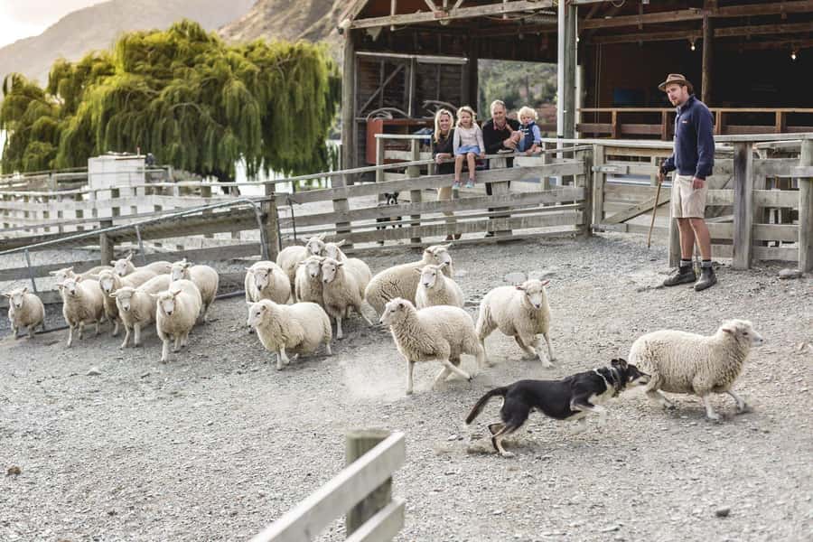 Queenstown: Queenstown Lake Cruise and Walter Peak Farm Tour - Queenstown to the water: choosing your Lake Whakatipu cruise style