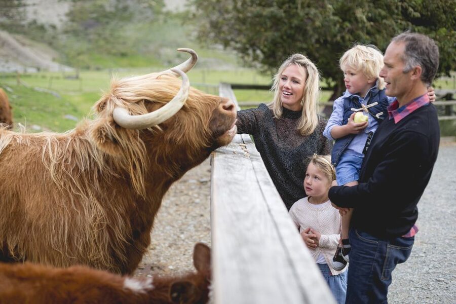 Queenstown: Queenstown Lake Cruise and Walter Peak Farm Tour - Sheep shearing and sheepdog herding: the show you’ll remember