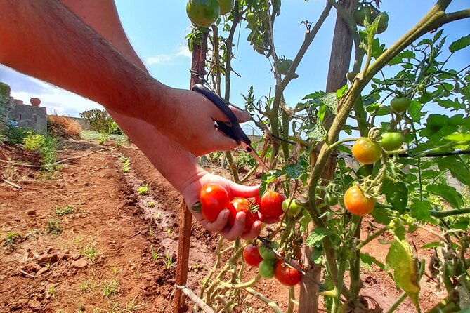 "Re-Canto" Farm-to-Table with Stunning Views at Madeira - Poncha Welcome and the First Look at Funchal