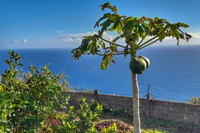 "Re-Canto" Farm-to-Table with Stunning Views at Madeira - The 4-Course Menu and Why Espetada Is the Star