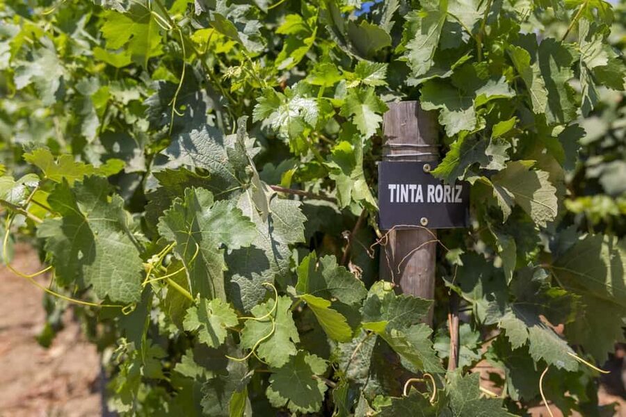 Régua: Wine Tasting at a Farm, Traditional Lunch, Cruise and Train - Practical tips for a smoother day