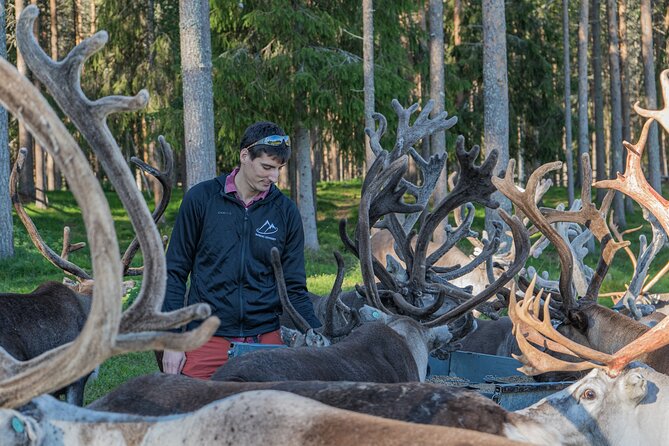 Reindeer Farm Experience in Summer and Autumn from Rovaniemi - Key Things I’d Plan For