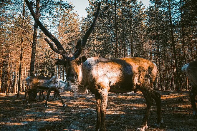 Reindeer Farm Summer Experience - Key Highlights You’ll Feel on the Day