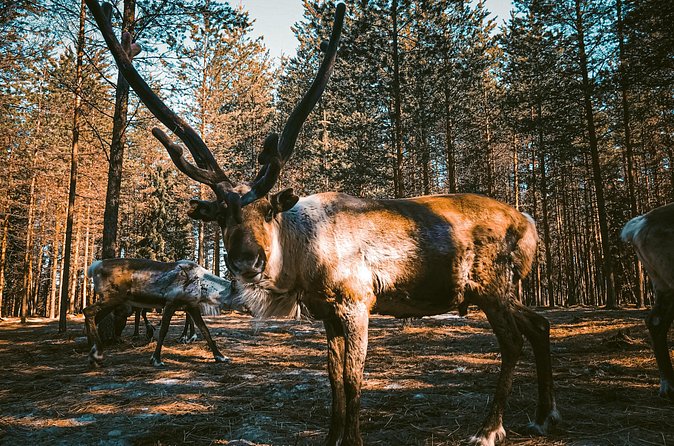 Reindeer Farm Summer Experience - Price and Value: Is $157.28 for 2.5 Hours Worth It?