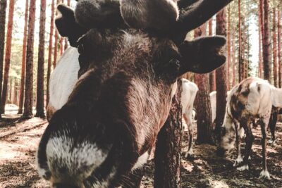 Reindeer Farm Summer Experience - Feeding and Walking Among Reindeer: What You Can Expect