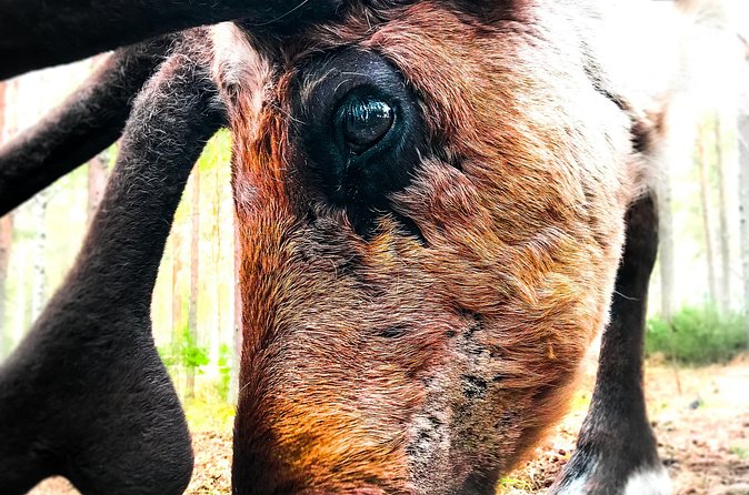 Reindeer Farm Summer Experience - Should You Book This Wonderlapland Reindeer Farm Experience?