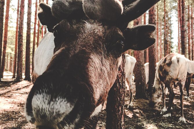 Reindeer Farm Summer Experience - Feeding and Walking Among Reindeer: What You Can Expect