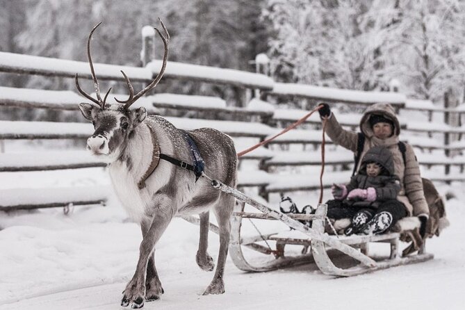 REINDEER FARM VISIT a real authentic experience - Key Things That Make This Reindeer Farm Visit Special