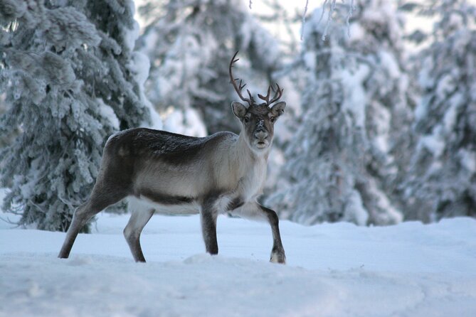 REINDEER FARM VISIT a real authentic experience - Picking Up, Meeting, and Getting to Wonderlapland on Time
