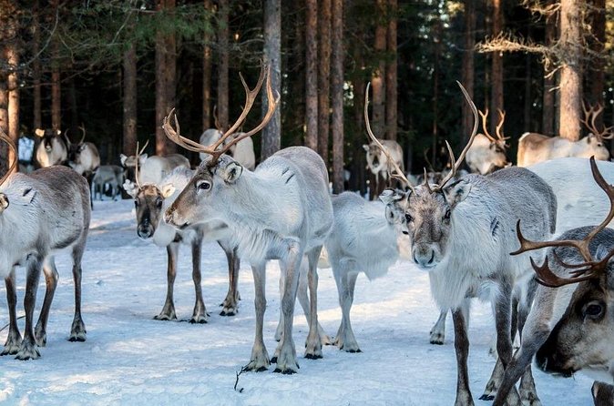 REINDEER FARM VISIT a real authentic experience - The Reindeer Sled Ride: Gentle, Scenic, and Great for Families