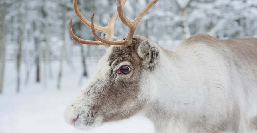 Reindeer Farm Visit with Sleigh Ride - What you’ll do at the farm: feeding and getting close