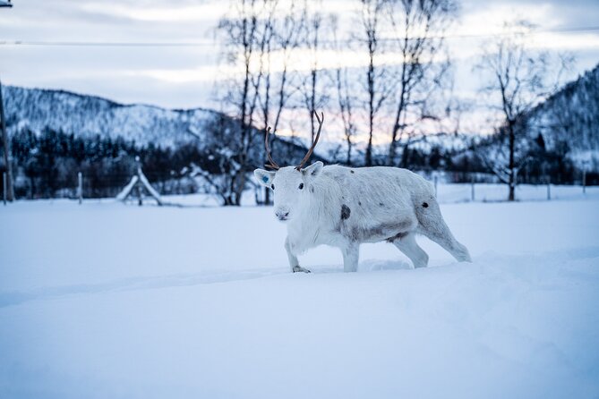 Reindeer Sledding, Feeding And Sami Culture At Reindeer Farm - The Lavangsdalen and Balsfjord drive: more than just transport