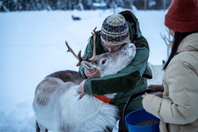 Reindeer Sledding, Feeding And Sami Culture At Reindeer Farm - Arriving at the Sámi camp: feeding reindeer without the chaos