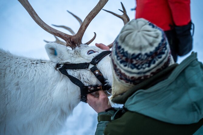 Reindeer Sledding, Feeding And Sami Culture At Reindeer Farm - Lunch by the bonfire: comfort food and what to look for