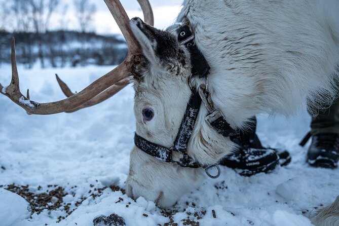 Reindeer Sledding, Feeding And Sami Culture At Reindeer Farm - Group size, timing, and how to enjoy a full 6 hours