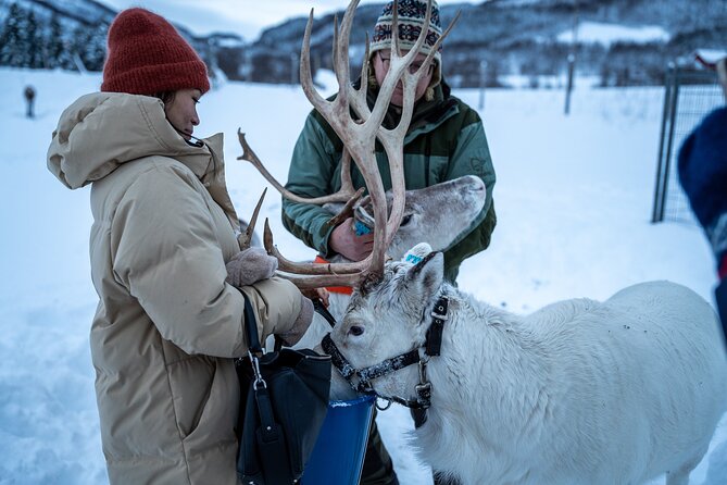 Reindeer Sledding, Feeding And Sami Culture At Reindeer Farm - Price and value: is $215 really fair?