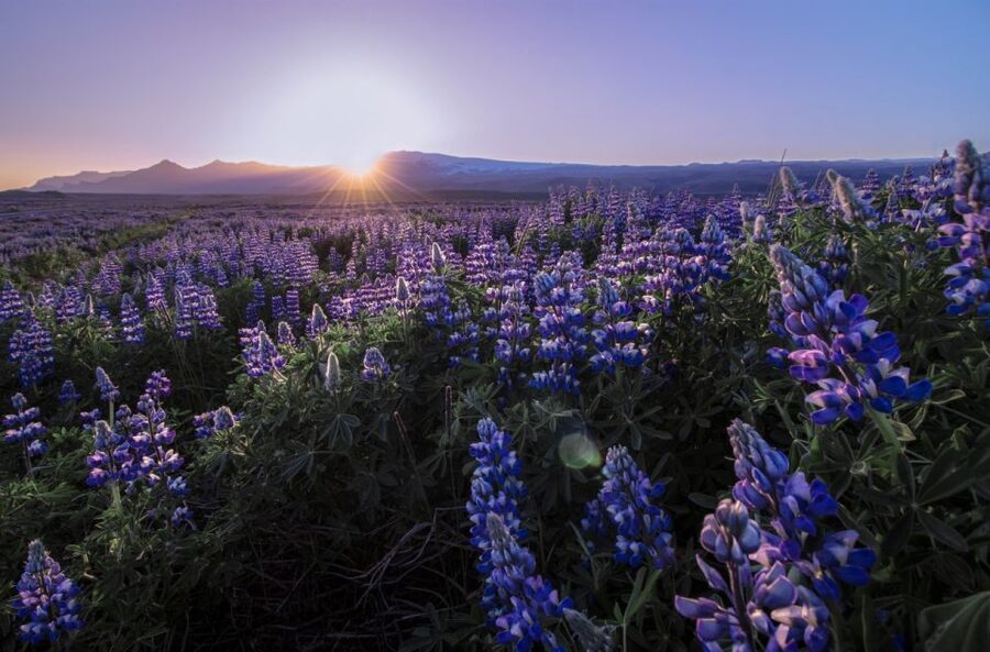 Reykjavik: Golden Circle, Tomato Farm and Kerið Crater Tour - Who should book this Golden Circle tour