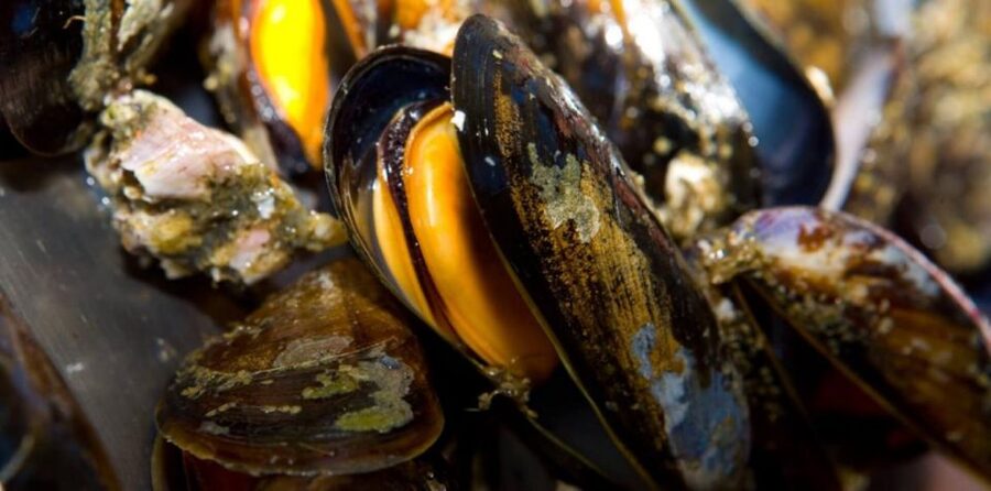 Ría de Arousa: Boat Ride to Mussel Farm with Tasting - Should you book the Ría de Arousa mussel-farm tasting cruise?
